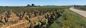 Vacances al Penedès, a prop del mar, Tarragona i Port Aventura