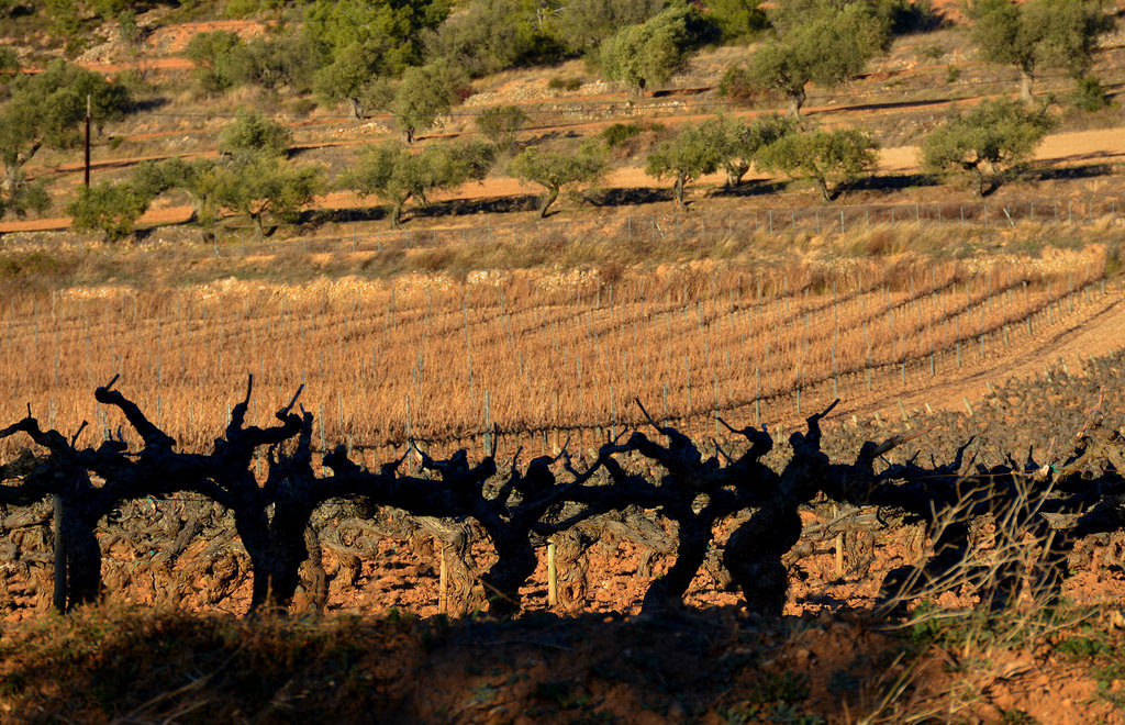 penedès hivern